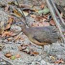 Tinamou vermiculé