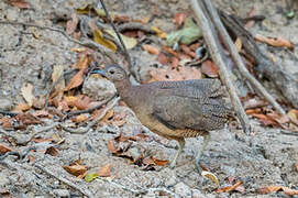 Undulated Tinamou