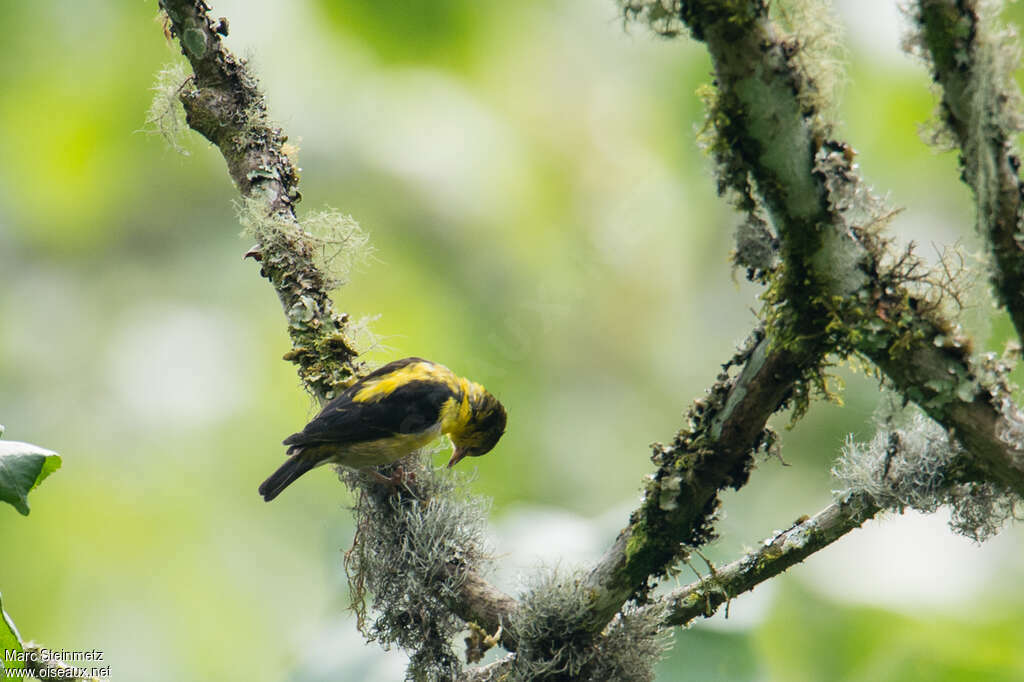 Brown-capped Weaver female adult, identification