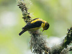 Brown-capped Weaver