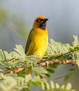 Black-necked Weaver