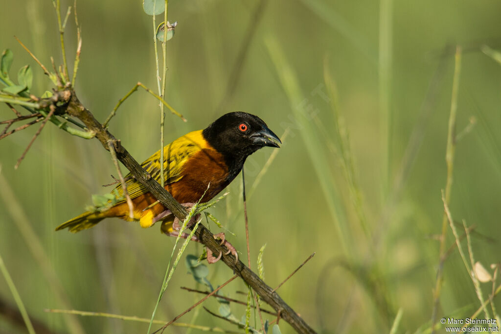 Golden-backed Weaver