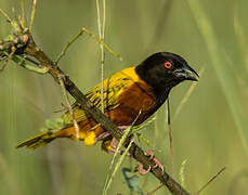 Golden-backed Weaver