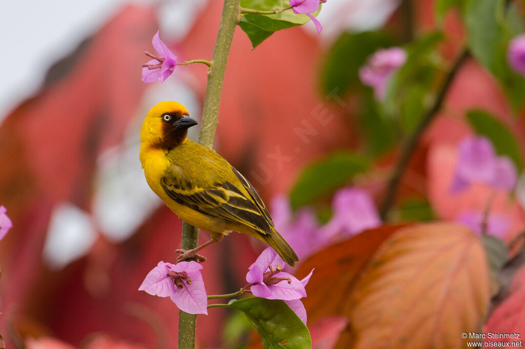 Northern Brown-throated Weaver