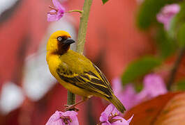 Northern Brown-throated Weaver