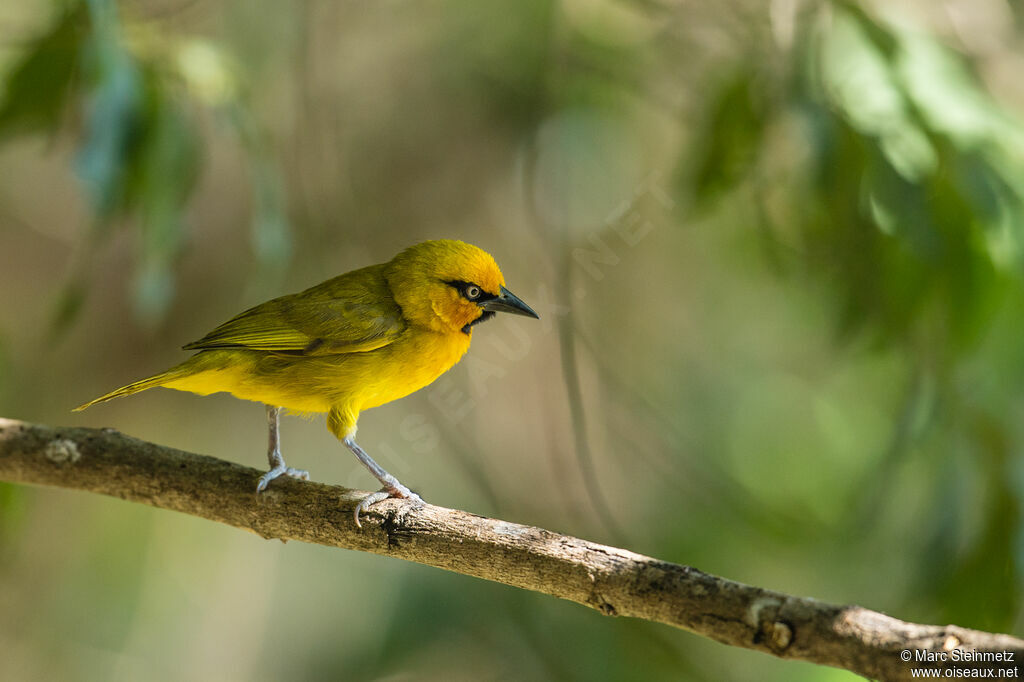 Spectacled Weaver