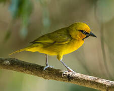 Spectacled Weaver