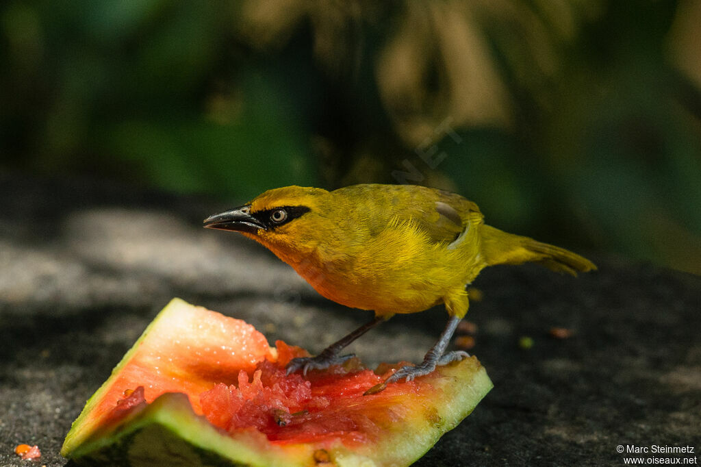 Spectacled Weaver