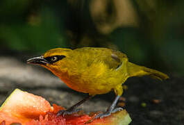 Spectacled Weaver