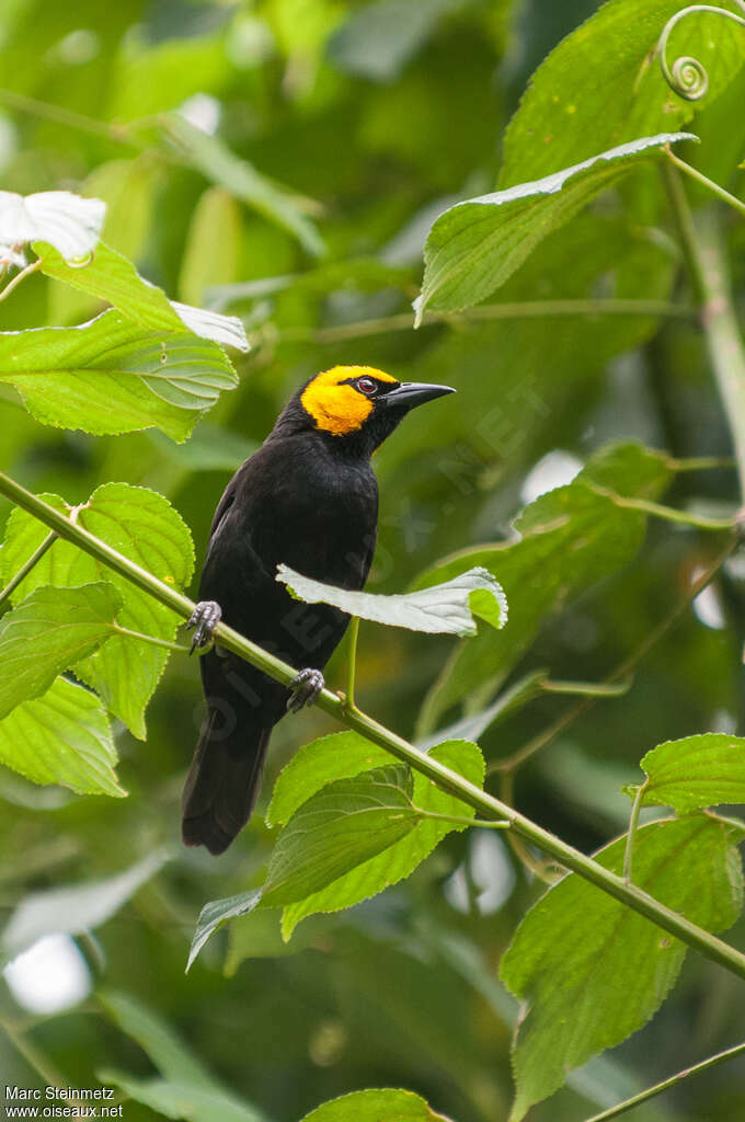 Black-billed Weaver male adult breeding, habitat, pigmentation