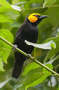 Tisserin à tête jaune