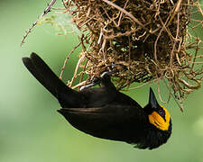 Black-billed Weaver