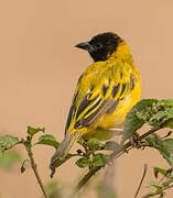 Black-headed Weaver