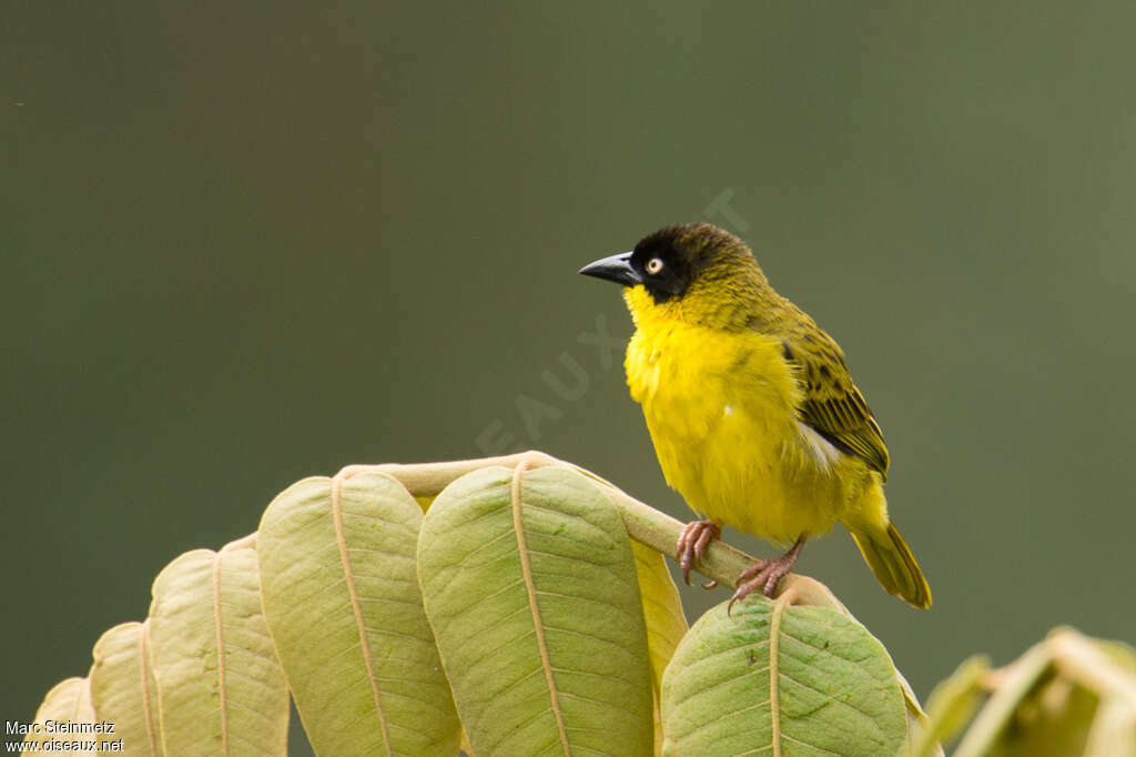 Baglafecht Weaver male adult breeding, identification