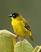 Baglafecht Weaver