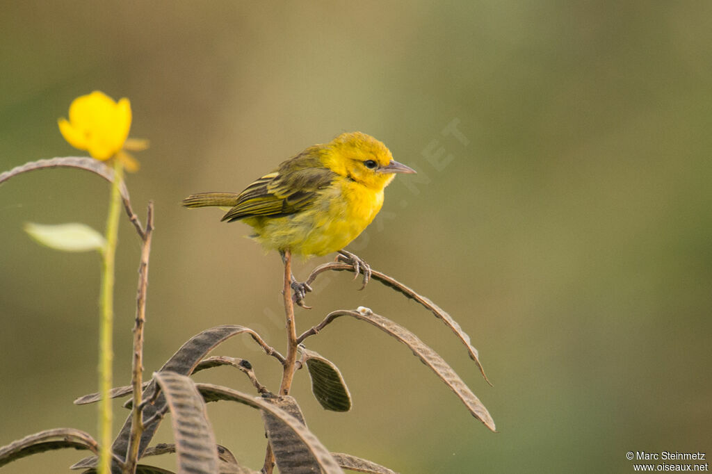 Tisserin de Pelzeln