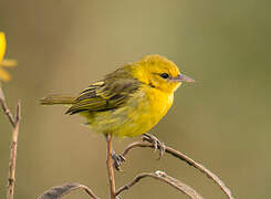 Slender-billed Weaver