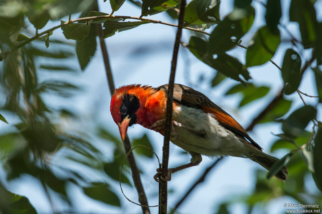 Red-headed Weaver