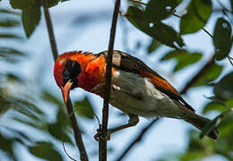 Red-headed Weaver