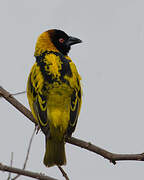 Village Weaver