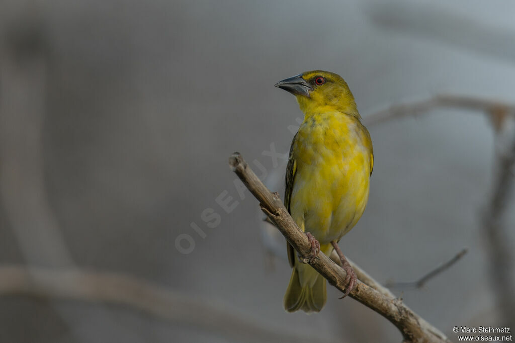 Village Weaver