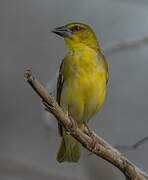 Village Weaver