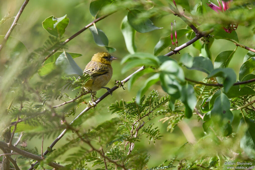 Little Weaver