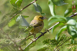 Little Weaver