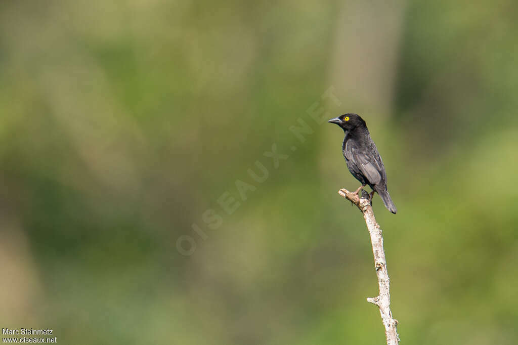 Vieillot's Black Weaver male adult breeding, pigmentation