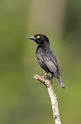 Vieillot's Black Weaver