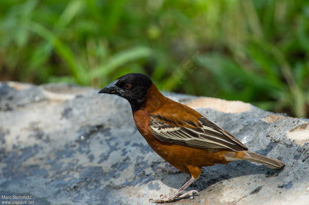 Chestnut Weaver male adult breeding, identification