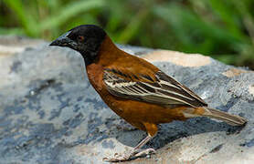 Chestnut Weaver