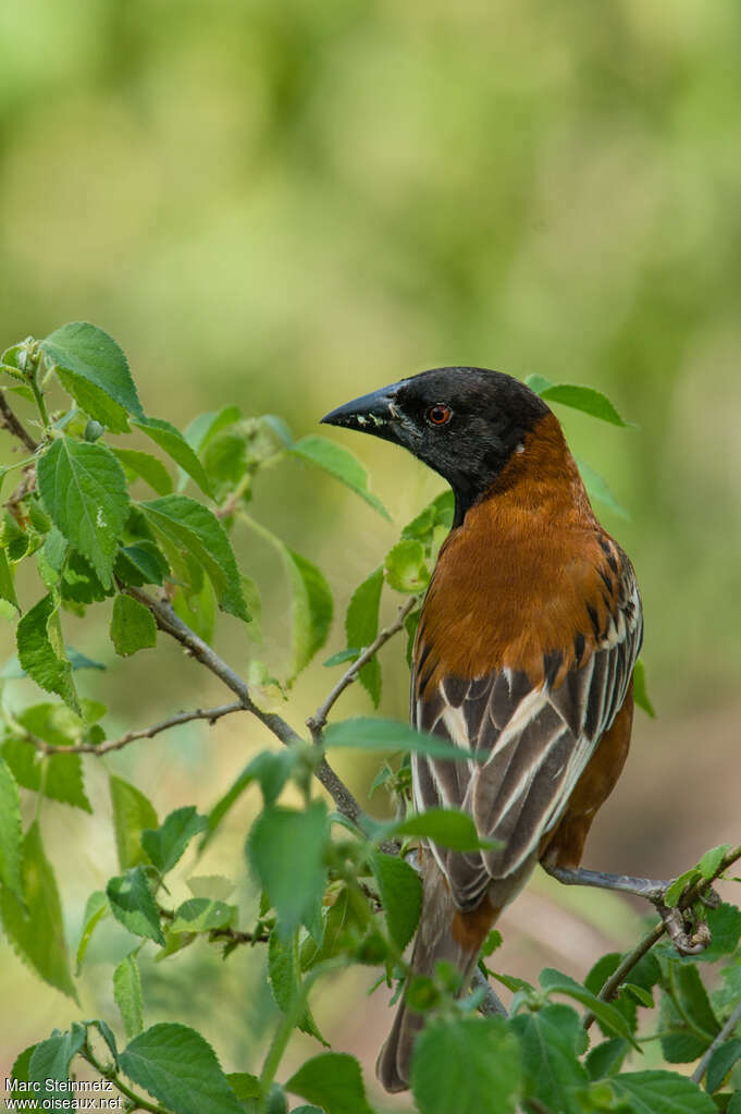 Chestnut Weaver male adult breeding, close-up portrait