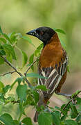 Chestnut Weaver