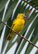 Holub's Golden Weaver