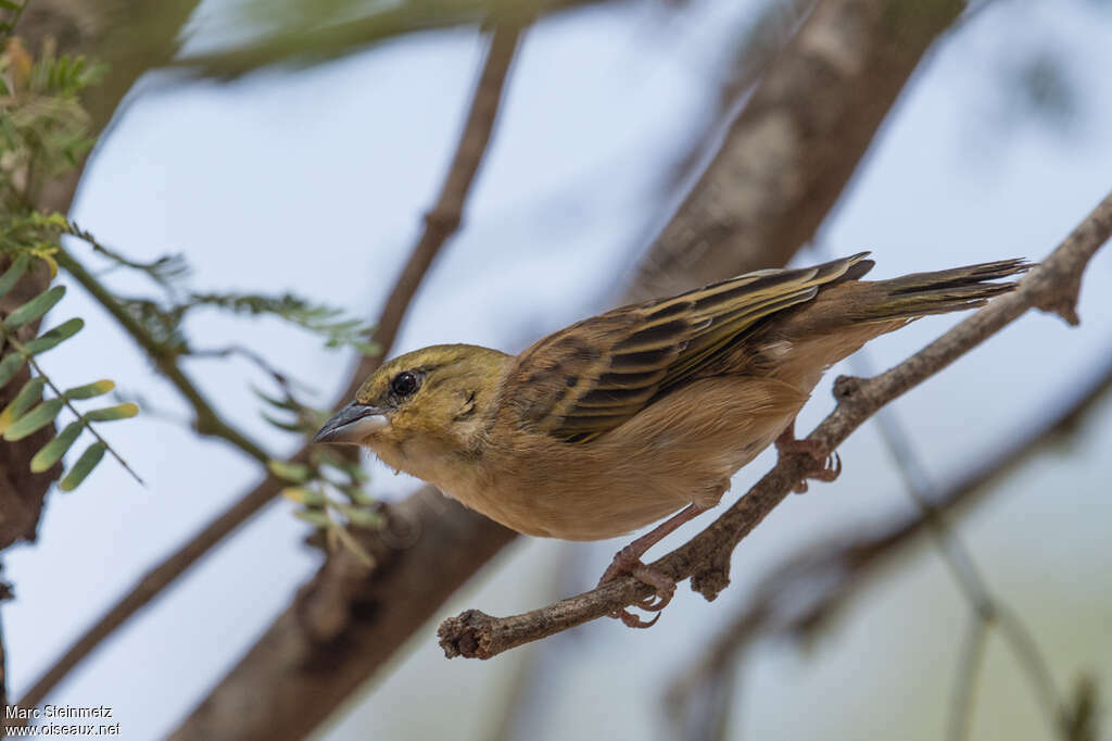 Vitelline Masked WeaverSecond year, identification