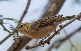 Vitelline Masked Weaver