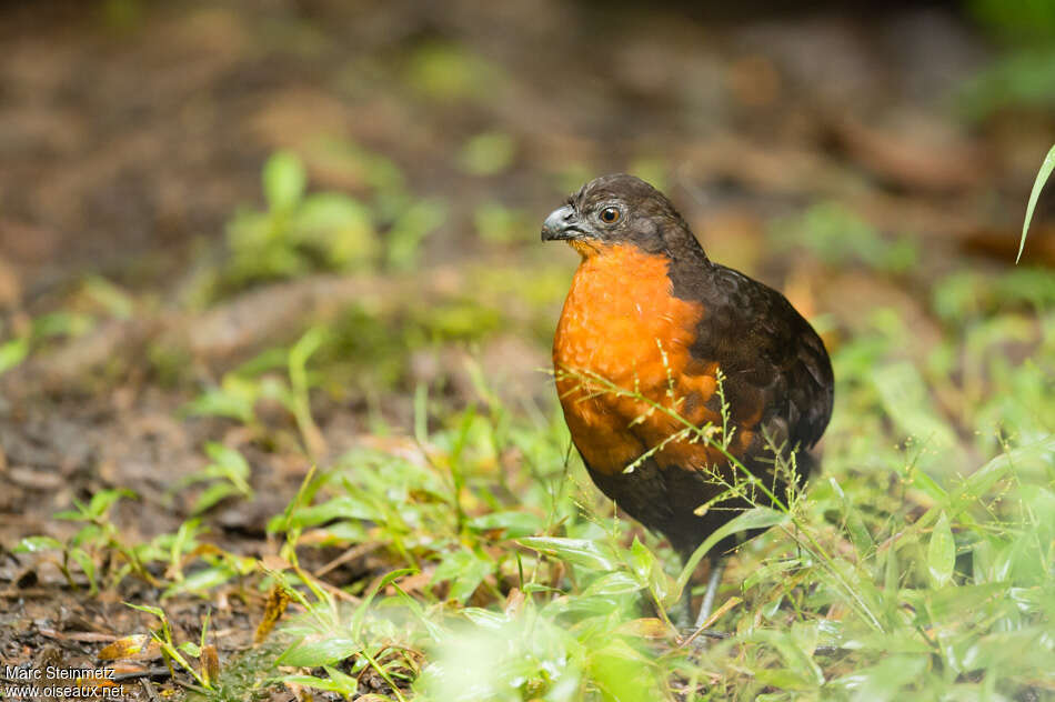 Dark-backed Wood Quailadult, close-up portrait