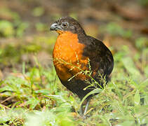 Dark-backed Wood Quail