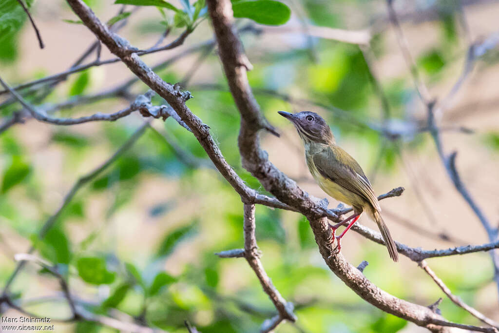 Stripe-necked Tody-Tyrant, habitat, pigmentation