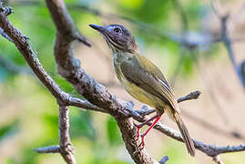 Stripe-necked Tody-Tyrant