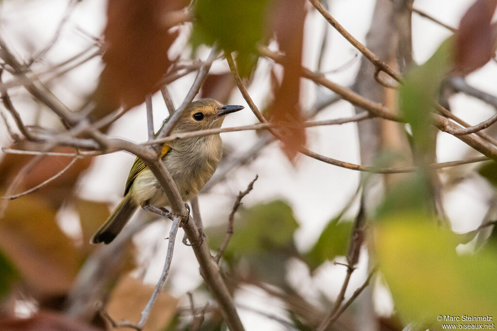 Rusty-fronted Tody-Flycatcher