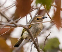 Rusty-fronted Tody-Flycatcher