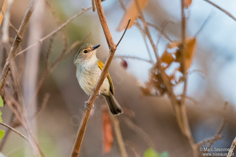 Rusty-fronted Tody-Flycatcher