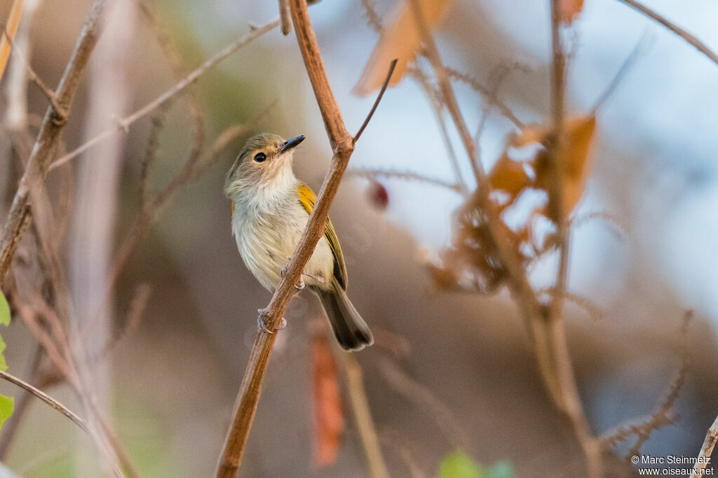 Rusty-fronted Tody-Flycatcher