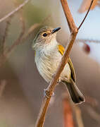 Rusty-fronted Tody-Flycatcher