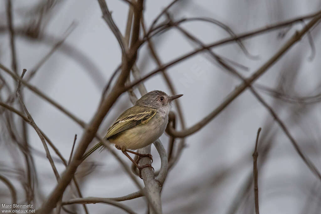 Todirostre à ventre perle, identification