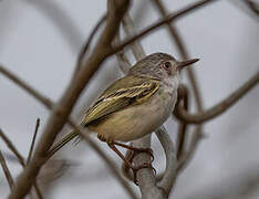 Pearly-vented Tody-Tyrant