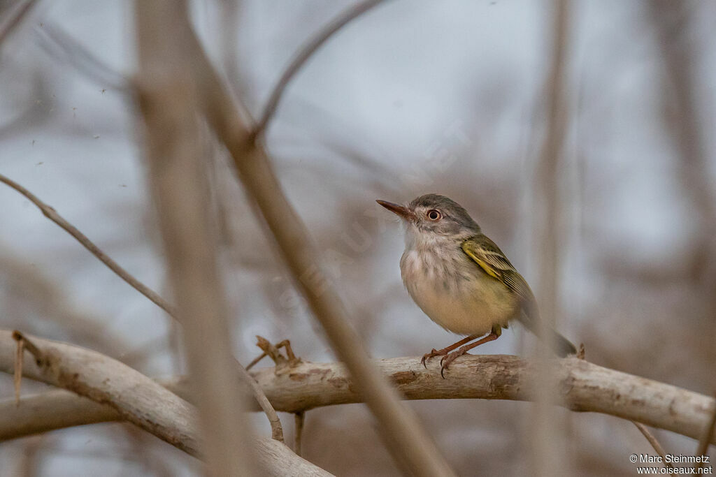 Pearly-vented Tody-Tyrant