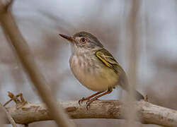 Pearly-vented Tody-Tyrant